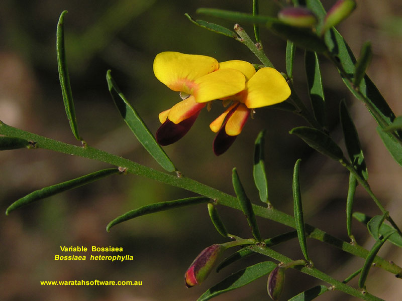 Variable Bossiaea p4020263 image