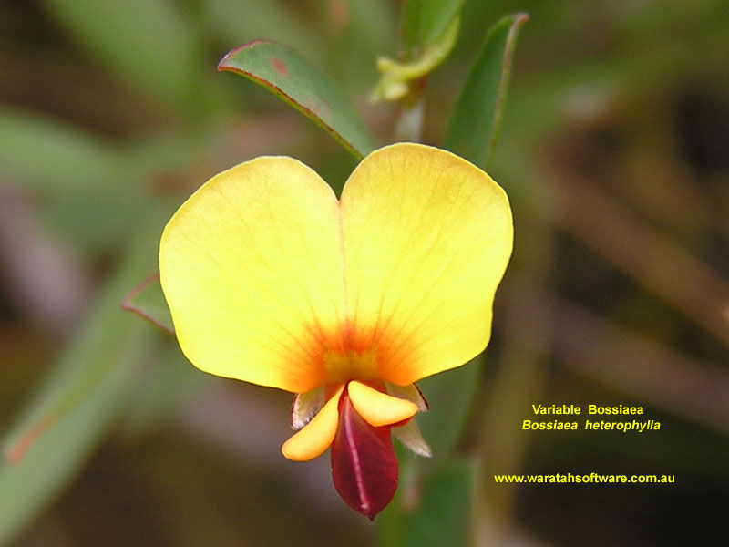 Variable Bossiaea p6050544 image