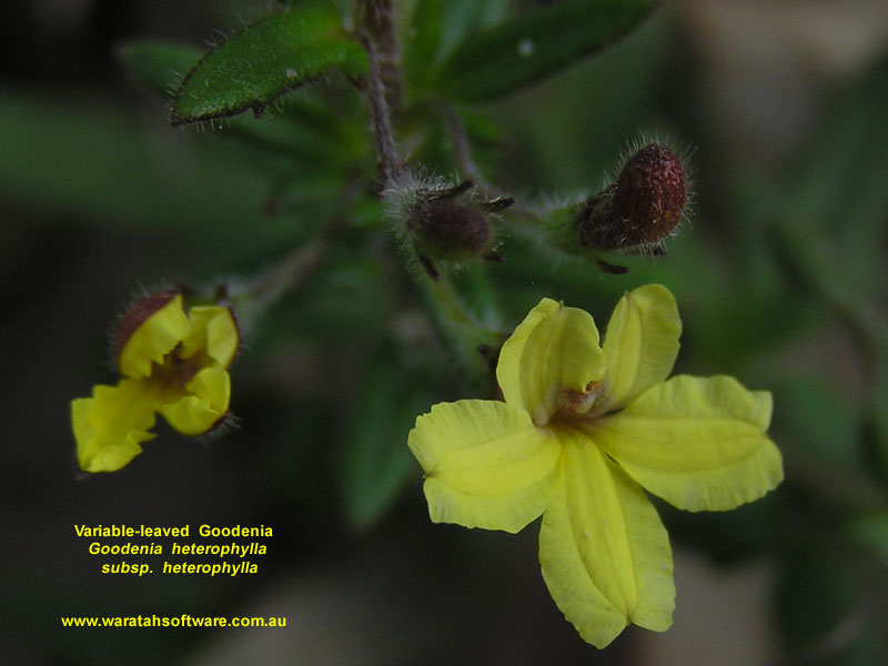 Variable-leaved Goodenia p9160201 image