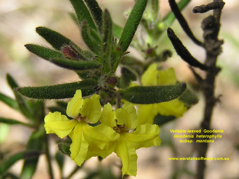 Variable-leaved Goodenia pa100293 image