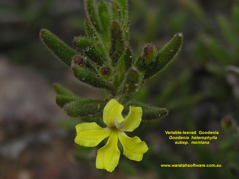 Variable-leaved Goodenia pa100300 image