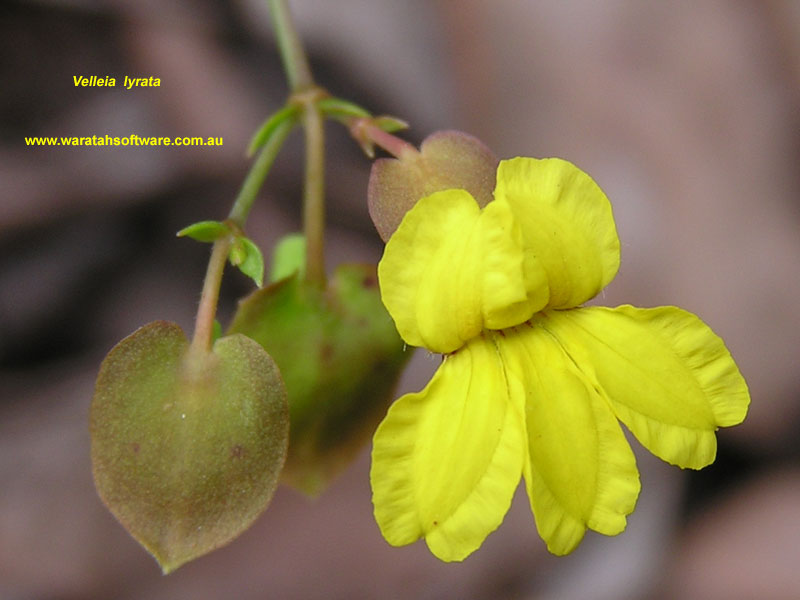 Velleia lyrata pc180324 image
