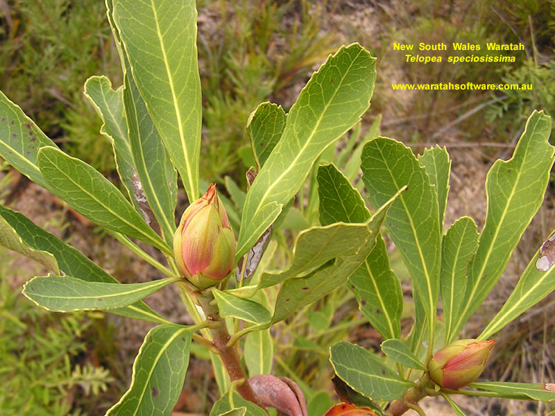 NSW Waratah p8310007 image