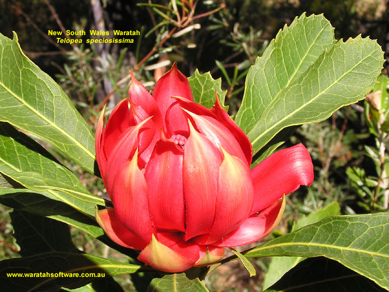 NSW Waratah p9210162 image