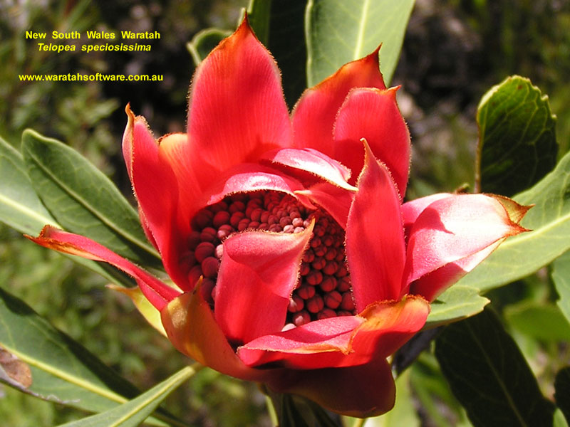 NSW Waratah p9210109 image