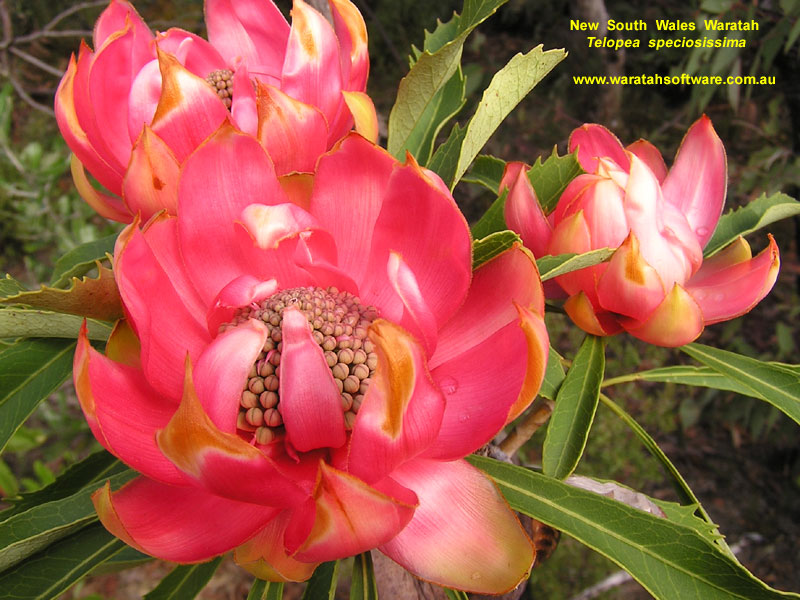 NSW Waratah p9260019 image