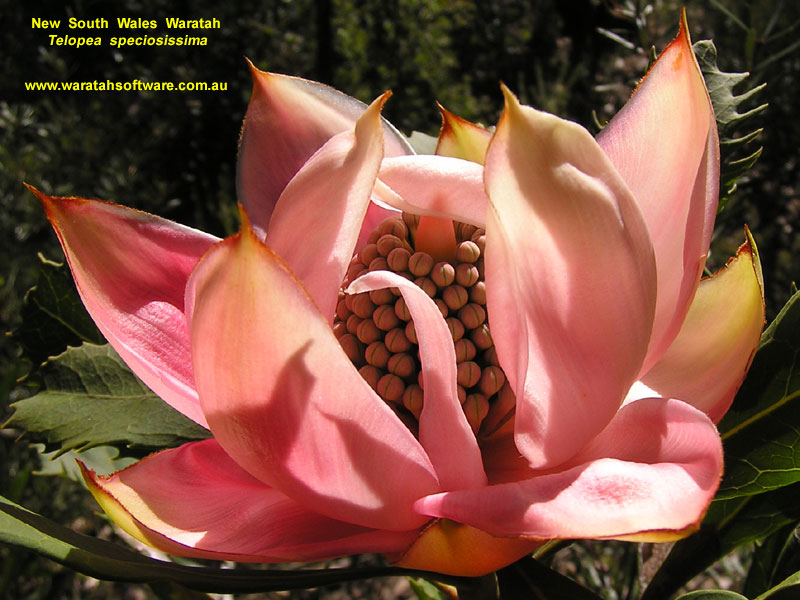 NSW Waratah p9210171 image