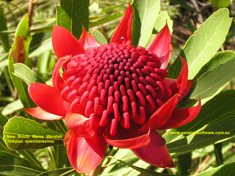 Waratah Alchetron, The Free Social Encyclopedia