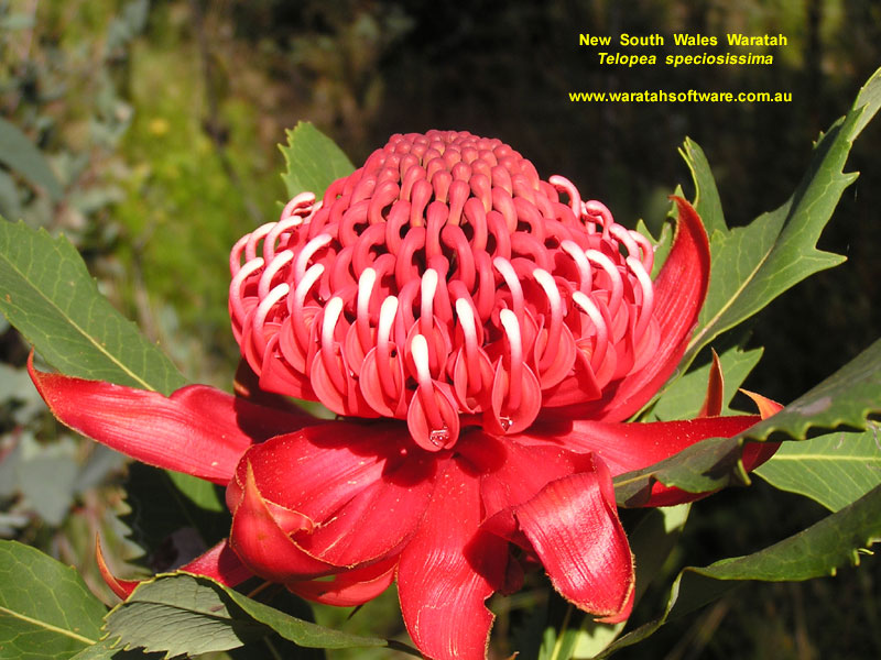 NSW Waratah pa100124 image