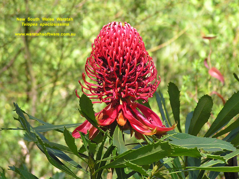 NSW Waratah pa130316 image