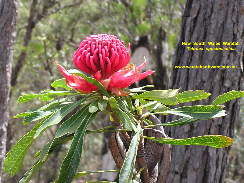NSW Waratah pa300007 image
