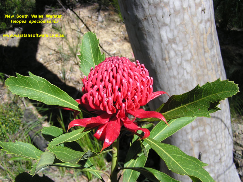 NSW Waratah pb010052 image
