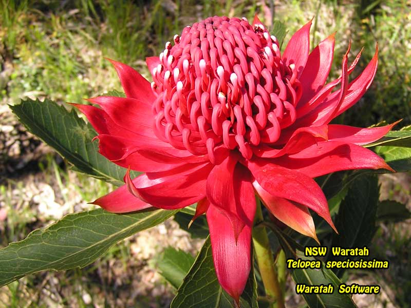 NSW Waratah pb010077