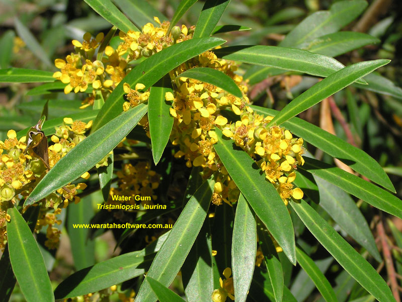 Water Gum p1200397 image