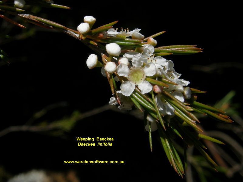 Weeping Baeckea pc290344 image