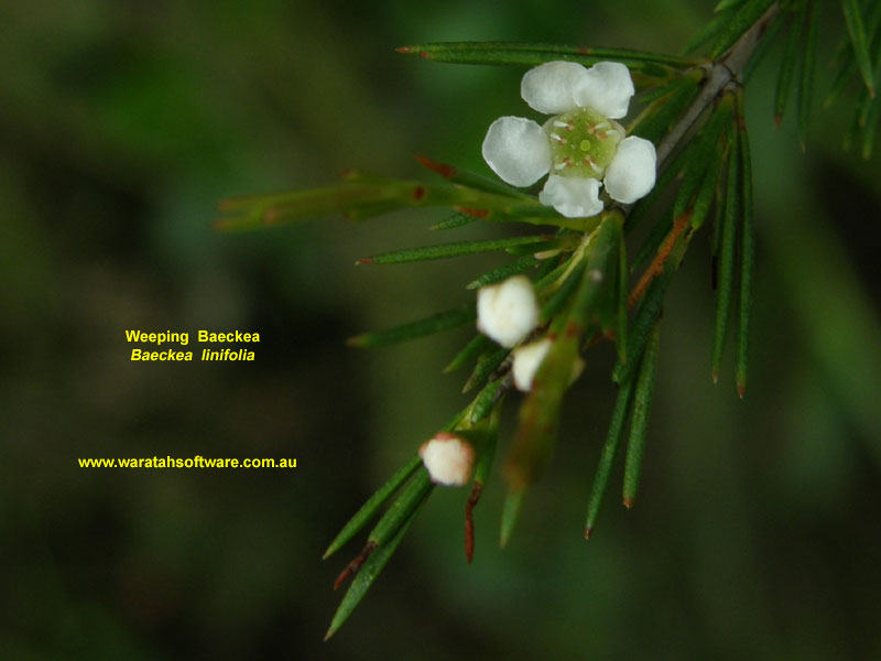 Weeping Baeckea pc300554 image