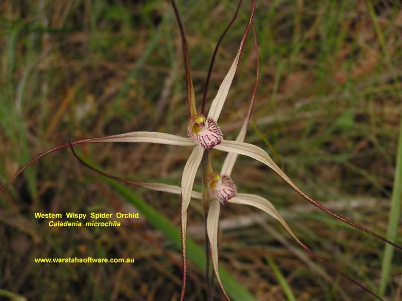 western wispy spider orchid pa220205 image