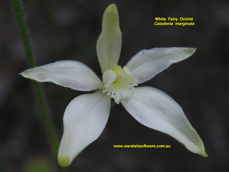 white fairy orchid pa290084 image