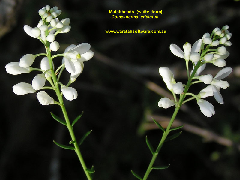 Matchheads (white form) pa070414 image