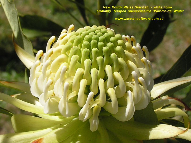 NSW Waratah pa110320 image