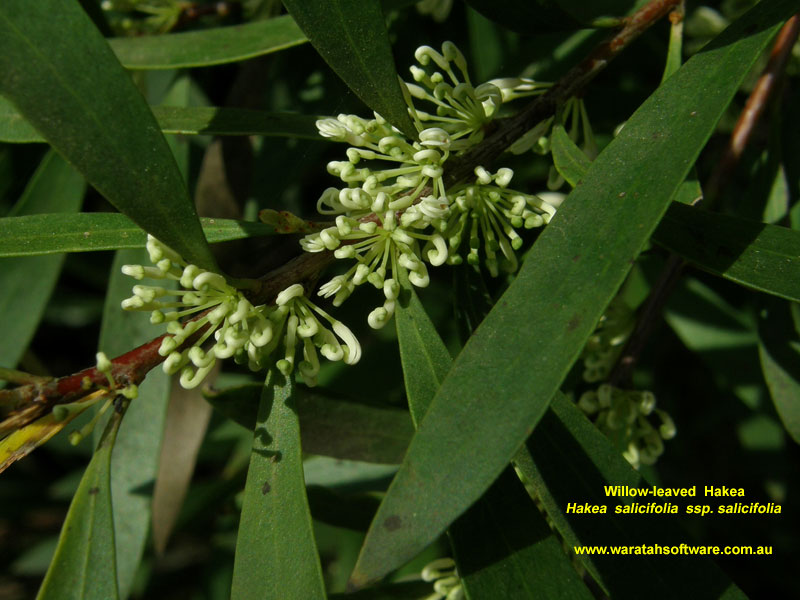 Willow-leaved Hakea p9100448 image