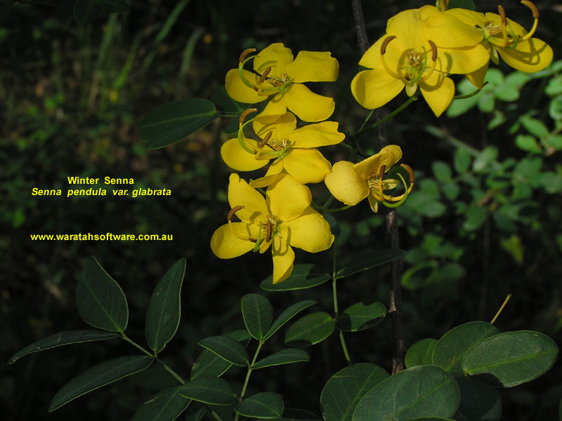 Winter Senna p4120418 image