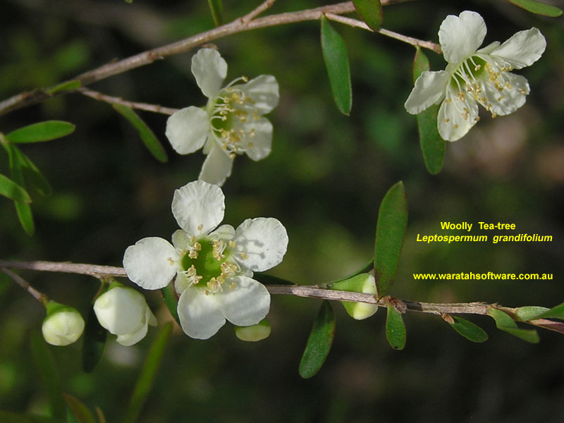 Woolly Tea-tree pa300122 image