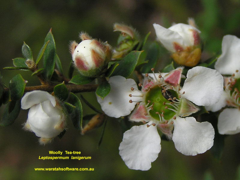 Woolly Tea-tree pb160388 image