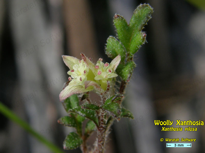 Woolly Xanthosia p8050051 image