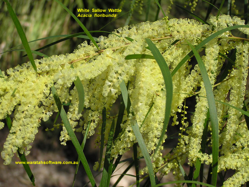 White Sallow Wattle p8190162 image
