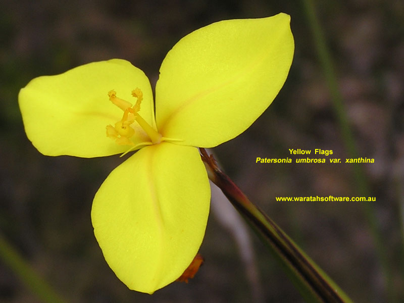 Yellow Flags pa280410 image