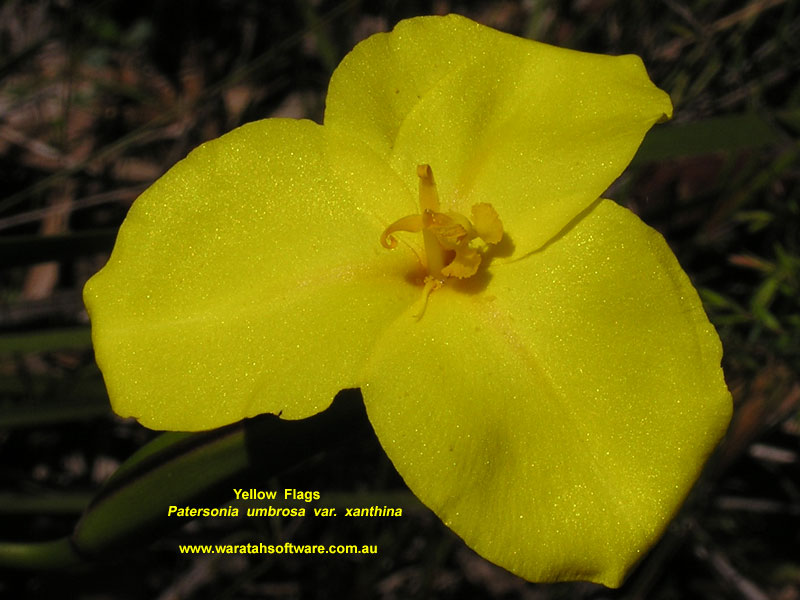 Yellow Flags pa280427 image