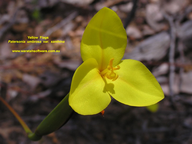 Yellow Flags pa280450 image
