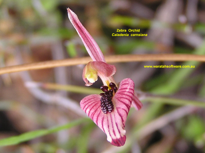 zebra orchid pa220159 image