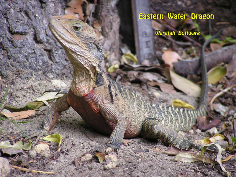 Eastern Water Dragon p2100132 image