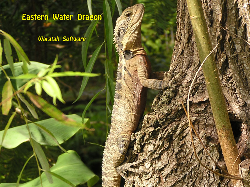 Eastern Water Dragon p3270150b image