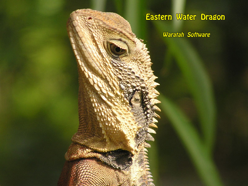 Eastern Water Dragon p3270151 image