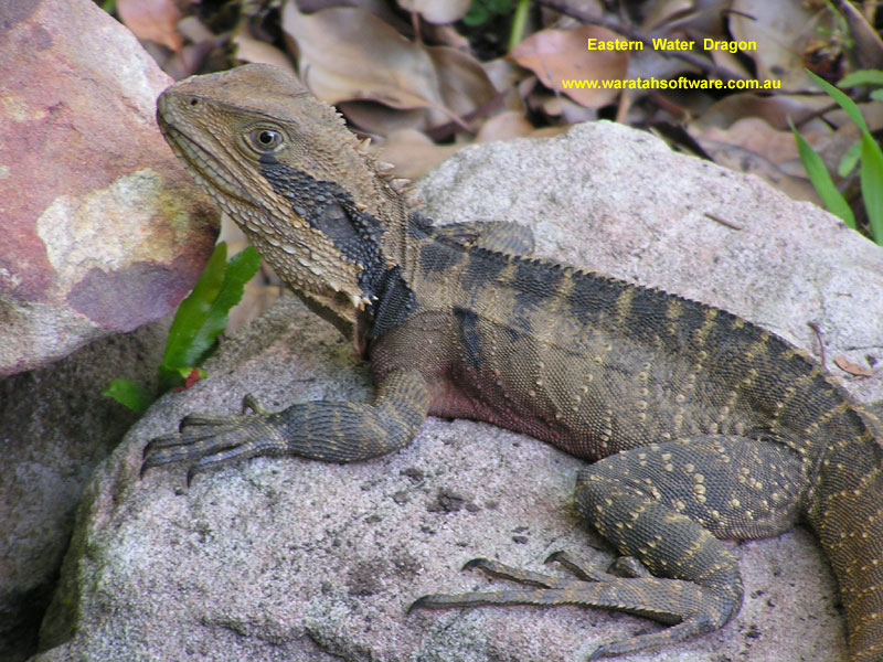 Eastern Water Dragon pc170127b image