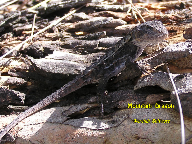Mountain Dragon p2280033 image