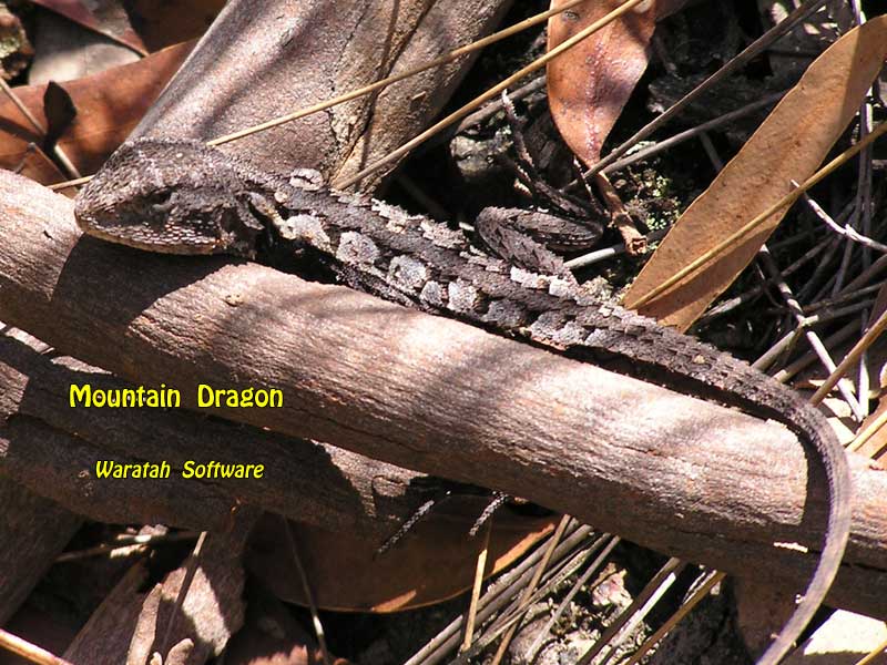 Mountain Dragon p2280035 image