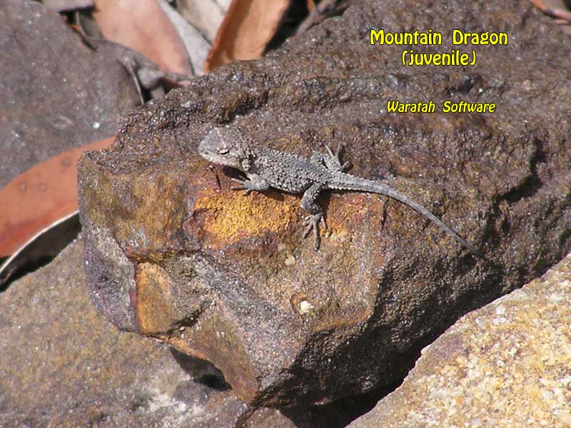 Mountain Dragon p3130408 image