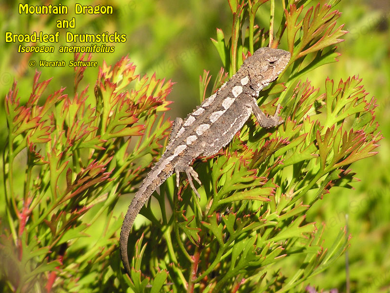 Mountain Dragon pa100150 image