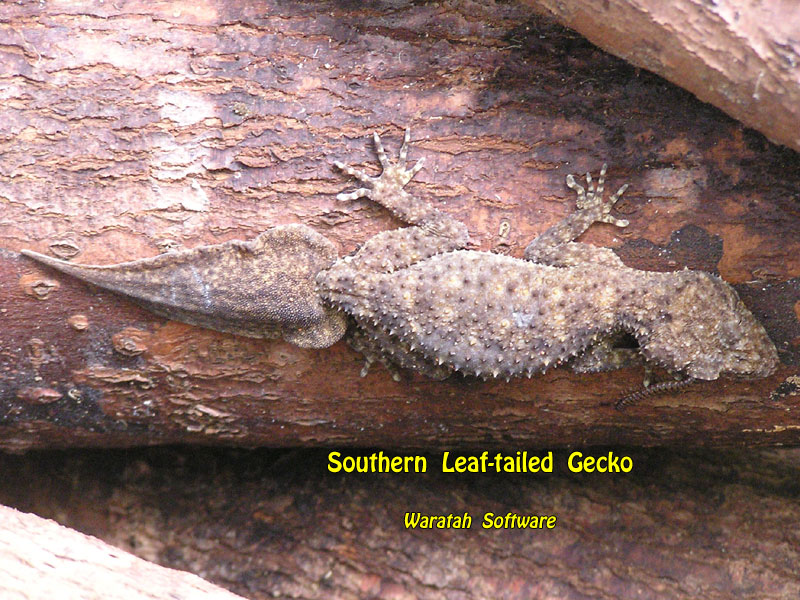 Southern Leaf-tailed Gecko p1200246 image