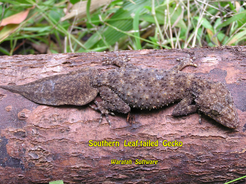 Southern Leaf-tailed Gecko p1200273 image