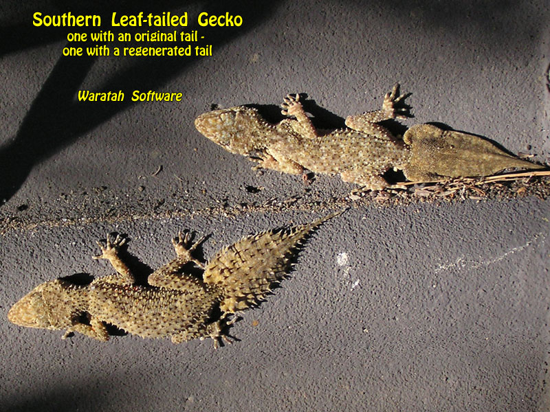 Southern Leaf-tailed Gecko p7160221 image