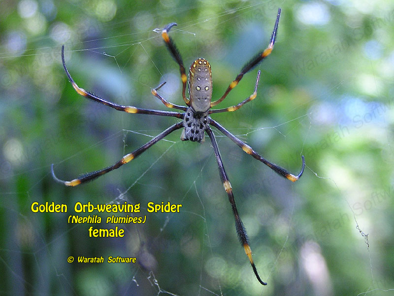 Golden Orb-weaving Spider p2010018 image
