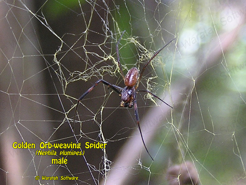 Golden Orb-weaving Spider p3180554 image