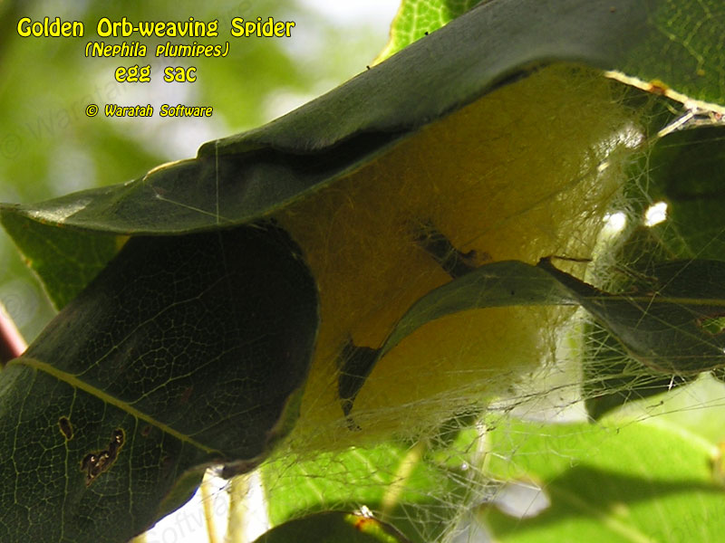 Golden Orb-weaving Spider p3270142 image