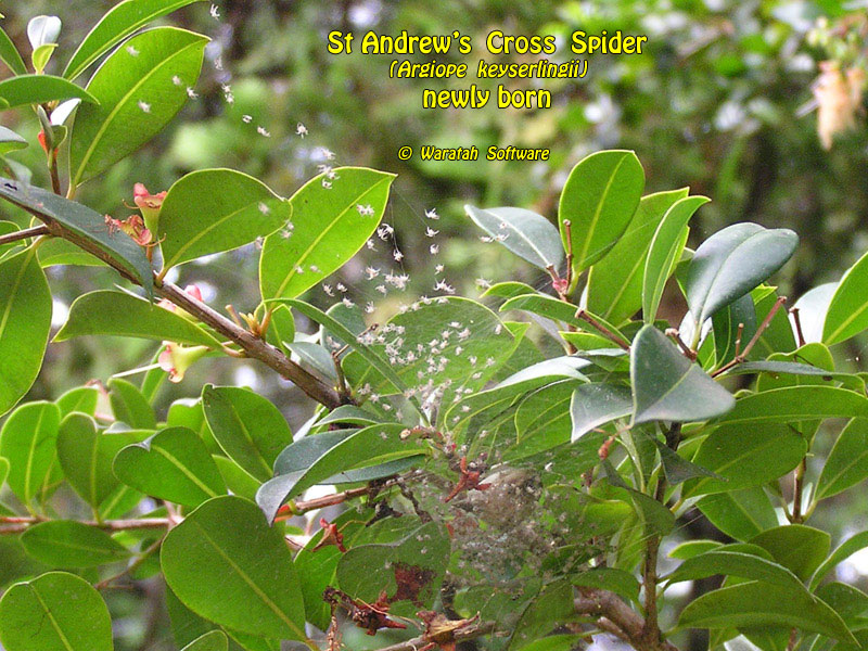 St. Andrew's Cross Spider p2070052 image