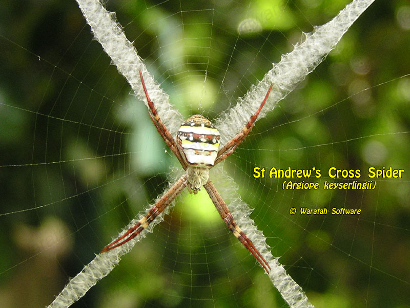 St. Andrew's Cross Spider pc210382 image